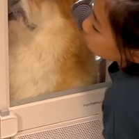 シャンプー後の犬を『ドライヤーハウス』に入れたらブチギレてしまい…もはや別の生き物な『表情』が7万再生「お顔がｗ」「絶望してて草」