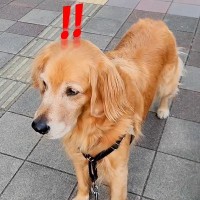 散歩中に『着ぐるみ』と遭遇した大型犬→怖くて前に進めずに…分かりやすすぎる『怯え方』が可愛いと331万再生「顔に全部出てるｗ」「反応ｗ」