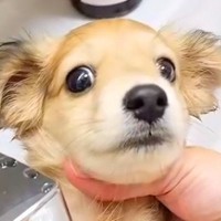 洗面台でシャンプーする赤ちゃん犬→『ビックリするかな』と思いきや…肝が据わっている『まさかの態度』が209万再生「小物だけど大物」と反響