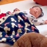 『可愛すぎるSP』お昼寝する小さな男の子を警備する犬→思った以上に『厳重すぎる体制』が122万再生「警備が完璧すぎ」「頼りがいがある」