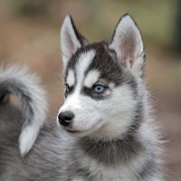 『青い目をしている犬種』4種　なぜ瞳の色が違うの？暮らしの中で注意すべきことまで解説