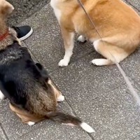 散歩中、知らないワンコが『おやつをもらう瞬間』を見た柴犬→『まさかの行動』が面白可愛いと17万再生「当たり前にｗｗ」「困惑してて草」