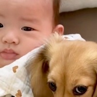 赤ちゃんと遊びたい犬→ママに『ダメですよ』と止められてしまい…愛おしすぎる反応が73万再生「邪魔しないで！って眼差し」「大好きなんだね」