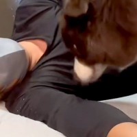 犬の為に『布団のスペース』を空けてあげたら…想定外だった『愛おしすぎる行動』が297万再生「本当に可愛くて人間っぽい」「大好き溢れてる」