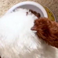 犬がご飯を食べてくれないので『動くおもちゃ』をお皿の横に置いた結果…まさかの光景に7万再生の反響「闘争心が大事ｗ」「ライバルで草」