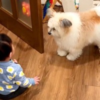 廊下に出て行こうとする赤ちゃん→犬が『危険だ』と気づいて…必死に守ろうとする光景に反響「危ないよって教えてる」「お世話してて可愛い」