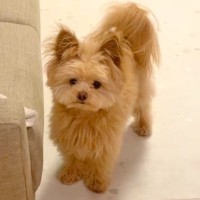 犬に『伏せ』と指示したら→自信満々で見せた『思っているのと違う体勢』になる光景が184万再生「菜々緒で草」「可愛いので正解！」と絶賛