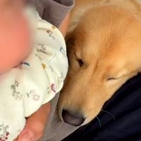 大型犬のいる家で赤ちゃんを育てた結果…まるで子どもが二人いるかのような光景が「嫉妬するの超可愛い」「ママがかまってくれないと寂しいよね」