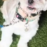 3頭の大型犬に囲まれた小型犬→想像以上にビビって…まるでアニメのような『表情』が24万再生「目が物語ってるｗ」「可愛すぎて笑っちゃった」