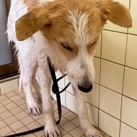 命の期限が迫った『元野犬』を保護して初日、人に怯えてしまい…1年8ヶ月後の『嘘のような光景と軌跡』に涙「優しい子」「賢い」と206万再生
