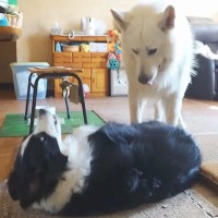 彼女の愛犬を預かった結果→一緒に暮らしている大型犬が、気を遣って…紳士すぎる『素敵な光景』に反響「惚れちゃう」「体だけでなく心も大きい」