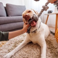 犬とおもちゃを『引っ張り合う』ときの絶対NG行為4選　一緒に遊ぶ際に確認すべきこととは？