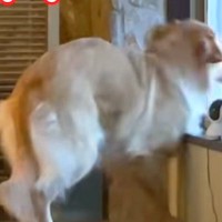 生まれて初めて『大きな音の雷』を体験した大型犬→想像以上の衝撃で『動揺が隠せない光景』が102万再生「顔に出てるｗ」「爆笑しちゃった」