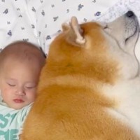赤ちゃんをいつも近くで見守る犬→まるで本当の兄弟のように『一緒に成長する光景』が9万再生「こちらまで笑顔になる」「もう全てが微笑ましい」