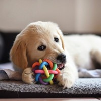 『子犬期のお世話』で大変なこと3つ　一番最初にやるべきことや必要な事前準備まで