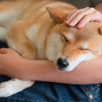 犬が『腕枕を好む理由』3選　飼い主と一緒に寝たがる心理や添い寝する際の注意点まで