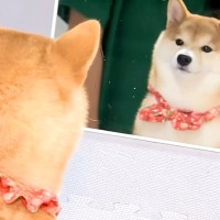 子犬の前に『鏡』を出してみた結果→自分のお顔を見た瞬間に…あまりにも愛おしい『表情』に反響「まんざらでもなさそう」「可愛すぎる」
