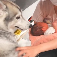 なかなか寝付けない赤ちゃんを『ハスキー犬の背中に乗せてみた』結果→まさかの『神対応』が9万再生「本当に賢いわんこ」「人間みたい」と絶賛の声
