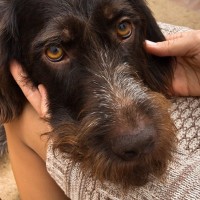 犬が膝の上に乗りたがる『4つの心理』甘えたいから？止めさせるべきタイミングまで