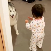 大きなシベリアンハスキーを怖がる1歳の女の子→それでも近づいて…尊すぎる『お互いの反応』が384万再生「ずっと見てられる」「優しい光景」