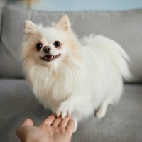 愛犬は自分の名前を分かっているの？理解してもらうためにできることや教えるコツまで解説