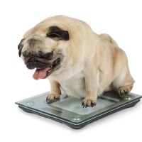 犬を『肥満にさせる』飼い主の共通点3選　太り過ぎが招く病気のリスクとは？