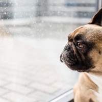 『鼻ぺちゃな犬』がなりやすい病気5つ　短頭種にみられる特徴や普段からできる対策まで