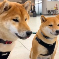 半月ぶりに海外から帰ってきたママ→空港まで『2匹の犬』が迎えに来て…『再会の瞬間』が泣けると11万再生「最高の笑顔」「胸がじーんと…」