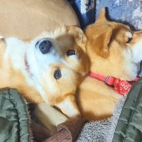 一緒にコタツで寝ていた2匹の犬→片方が枕を奪われてしまったら…『感情ダダ漏れな表情』と『まさかの対応』が40万再生「面白すぎ」「優しい」