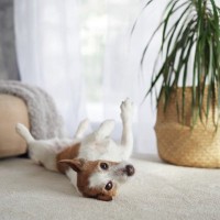 犬がシャンプー後、体を床に擦りつける理由5つ　あちこちにスリスリするのはなぜ？対処法まで