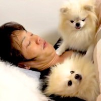 どうしても『パパの腕枕』で眠りたい犬たち→想像以上の『大喧嘩』に発展する光景が30万再生「大爆笑ｗｗ」「愛されてる」「パパモテモテ」