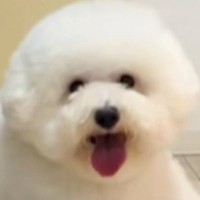 夫に犬をトリミングに連れて行くよう頼んだ結果→まるで別の動物…？衝撃的な姿で帰ってきた光景が115万再生「満足そうで草」「センスある」