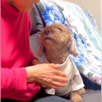 犬をソファから降ろしたいおばあちゃん→なぜか降りてくれなくて…思わず頬が緩む『尊いやり取り』が34万再生「混ざりたい」「どちらも可愛い」