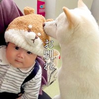 赤ちゃんが犬と『お別れのあいさつ』をした結果→切ない雰囲気かと思いきや…まさかのオチが17万再生「笑ったｗｗ」「隠れ甘えただったのね」