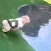 ドッグランで池の周りを走る犬→次の瞬間…まるで芸人のような『まさかのハプニング』が34万再生「絶対笑い取るために行ってるｗ」「ありゃー」