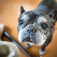 『病気にかかりやすい犬種』５選　主な理由や日頃からできる予防法まで解説