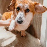 犬にやってはいけない『過剰なお世話』６選　逆効果となる絶対NG行為や適切なケアまで