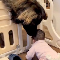体重差50キロもある『赤ちゃんと超大型犬』→生まれた時から一緒に暮らして…本当の兄妹のような『尊いやり取り』に11万再生の反響