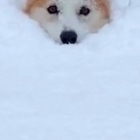 積雪約50センチの中、大喜びで駆け回る犬→埋もれて進めなくなり…まさかの『助けを求める表情』が69万再生「可愛すぎ」「埋まっちゃったｗ」