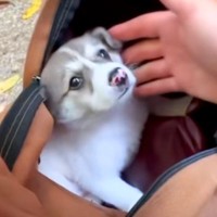 山でヘビを探していた男性→突然『子犬』を発見して…衝撃的な出会いと結末が120万再生「涙がとまらない」「本当によかった」「漫画みたい」
