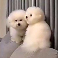 いつもストーカーしてくる2匹の犬→『バレないように家を出れるか』挑戦する光景が23万再生「色々大爆笑した」「とりあえずママの負けｗｗ」