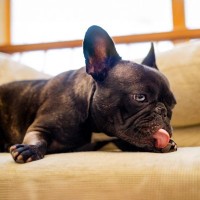 犬が『自分の体を舐める』5つの心理　やめさせた方がいいの？注意すべき状況まで