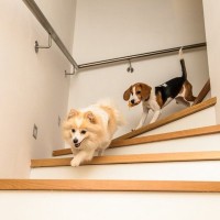 犬が『階段を上り下り』するのは危険？やめさせるべき理由や起こり得るトラブルまで