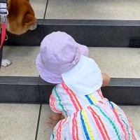 小さな女の子が手を使ってゆっくり階段を登っていたら、犬が先回りして…健気すぎる『まさかの行動』が9万再生「見守ってくれてる」「優しい姉」