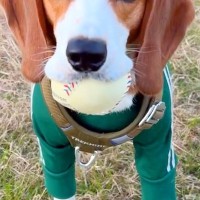 ボール遊びを楽しむ犬→帰る時間なので『おしまい』と告げると…わかりやす過ぎる『絶望』が166万再生「悲しみ溢れてる」「しっぽがｗ」