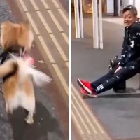 単身赴任していたパパが『突然現れた』結果→お散歩中の愛犬が気付き…尊すぎる『26日ぶりの再会の瞬間』に1万いいね「泣ける」「狂喜乱舞ｗ」