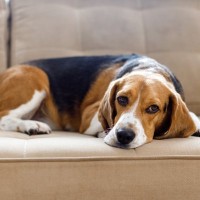 犬が『悲しそうに鳴く』心理５選　どんな理由があるの？感情を読み取る方法まで