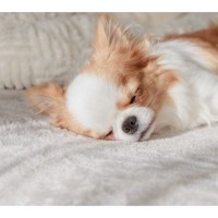 犬の寝相から分かる『性格』5選　寝姿に隠された愛犬の本音や判断する方法までご紹介