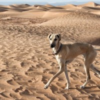 日本にあまりいない『珍しい犬種』5種　レアなワンコの特徴や迎える前の心構えまで