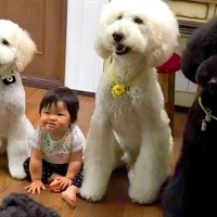 3匹の大型犬と一緒に育った赤ちゃん→涙が出るほど愛おしい『6年間の成長記録』が30万再生「愛が渋滞してる…」「素敵な思い出いっぱい」